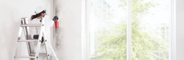 Best Biohazard Mold Removal  in Berea, SC